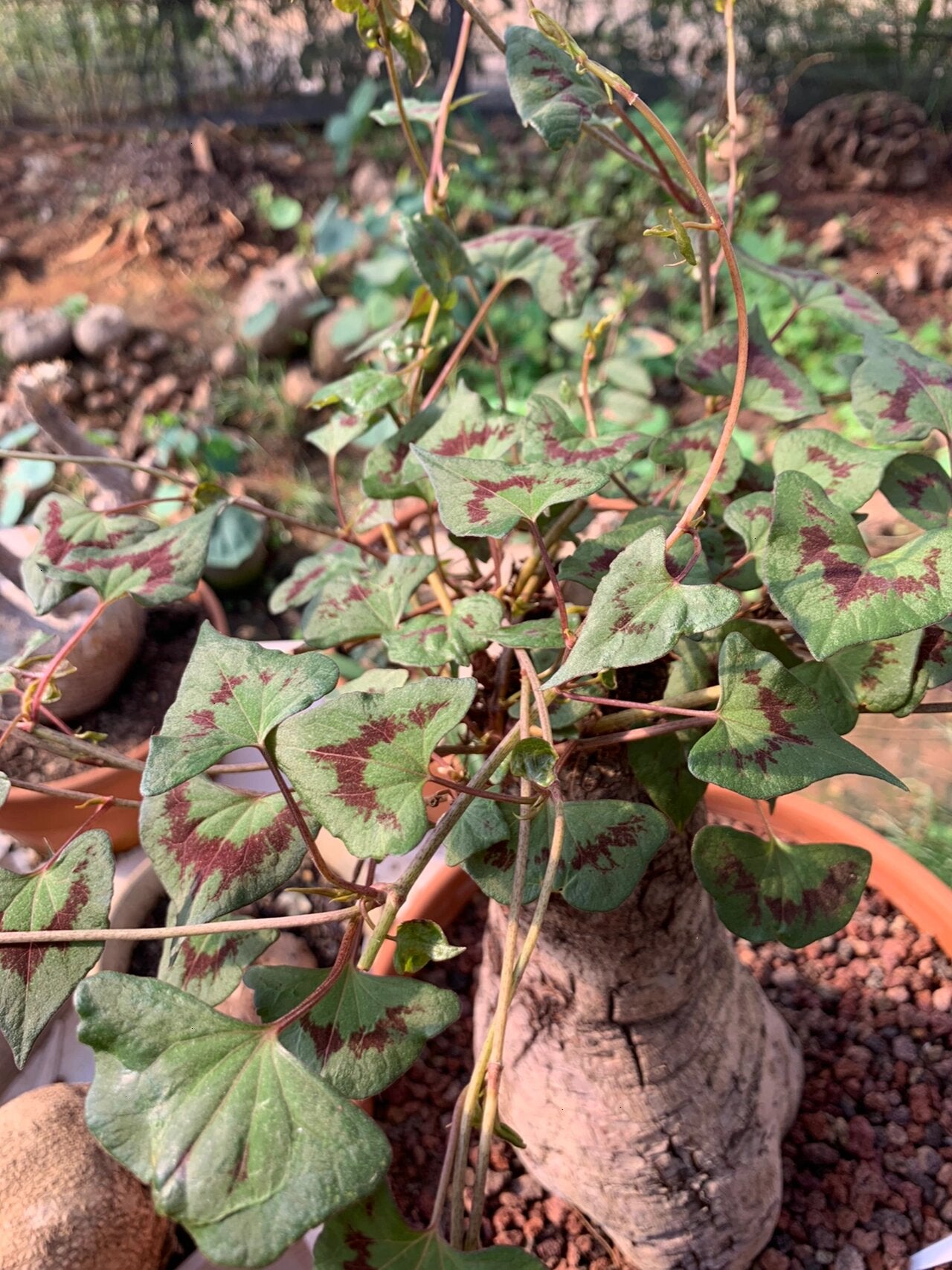 Flame Pattern Stephania Erecta Climbing Greenery