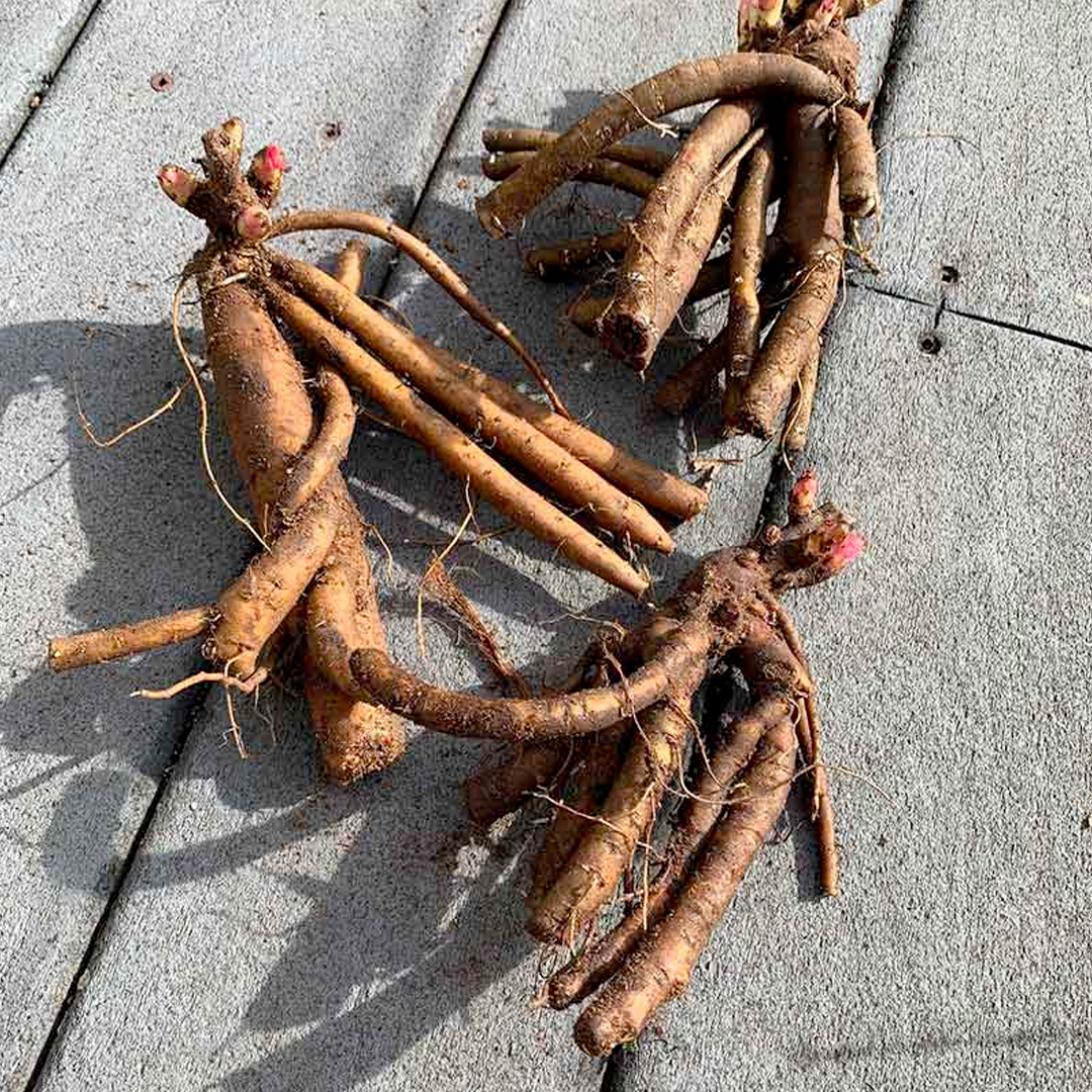 Peony Roots