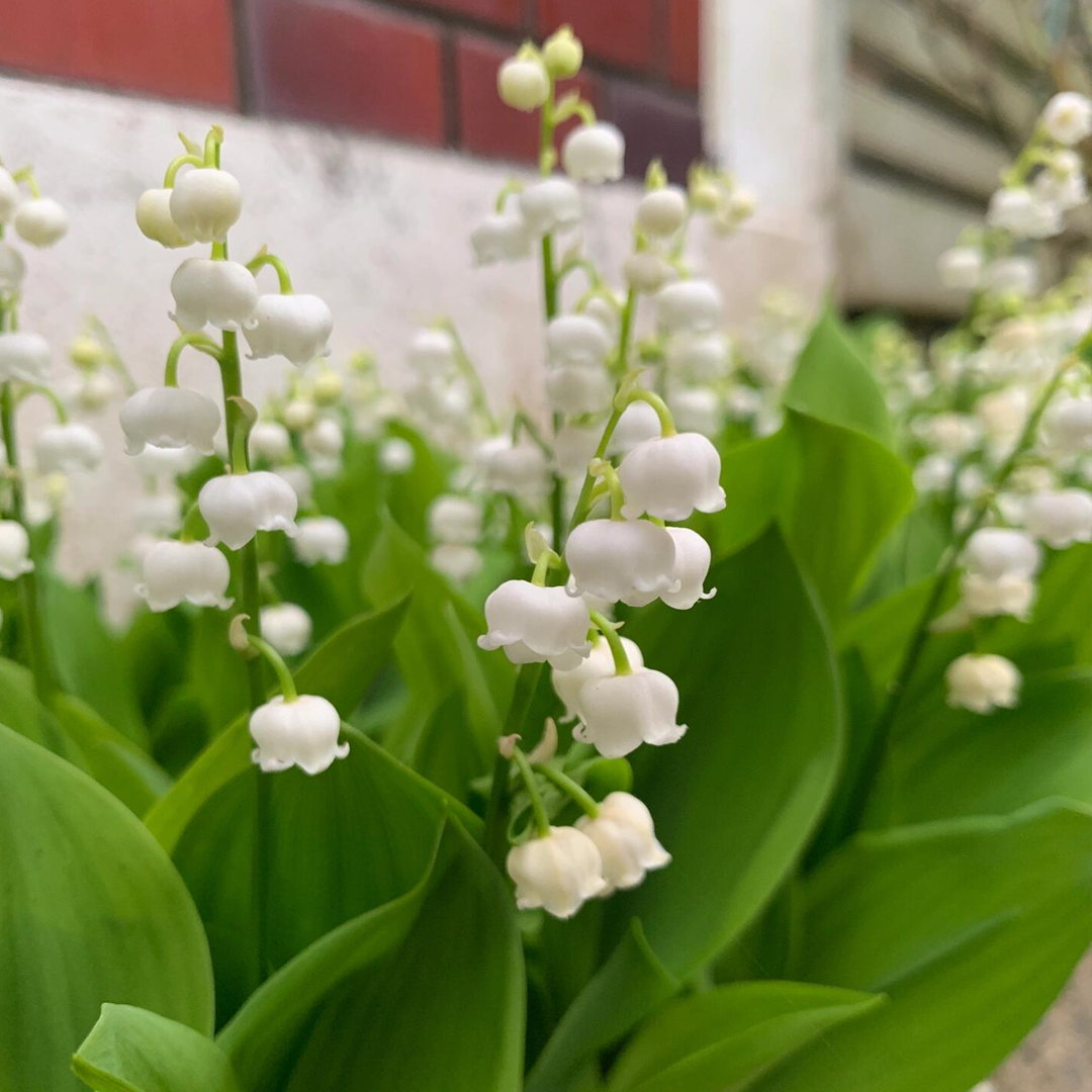 Lily of the Valley Roots