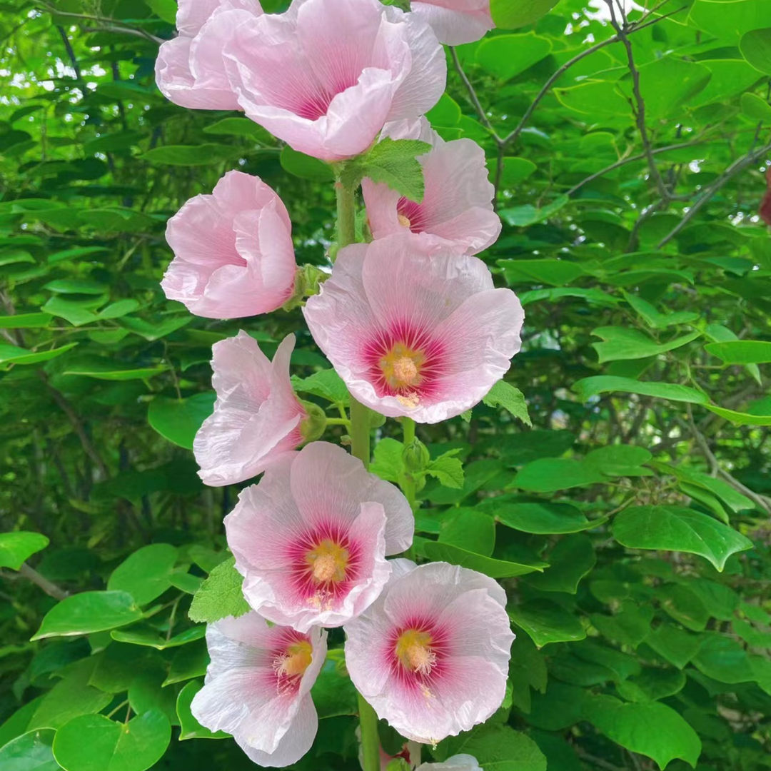 Single Flowered Hollyhock Seeds - Mixed Color