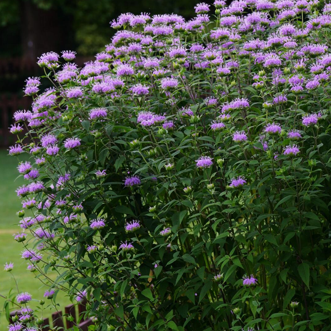 Bee Balm Seeds