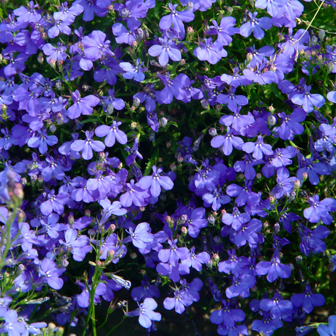 Lobelia Seeds - Blue Carpet