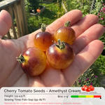 Cherry Tomato Seeds - Amethyst Cream