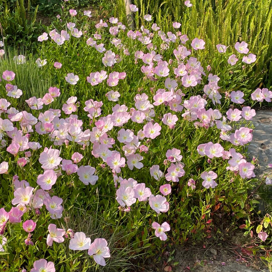 Showy Evening Primrose Seeds