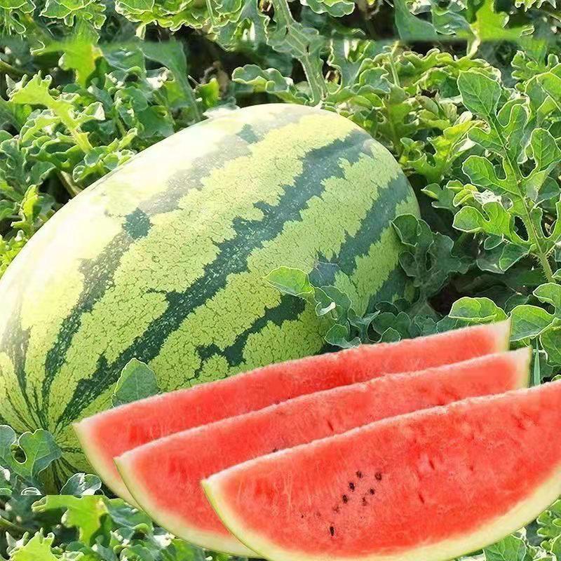 Watermelon Seeds - Lazy