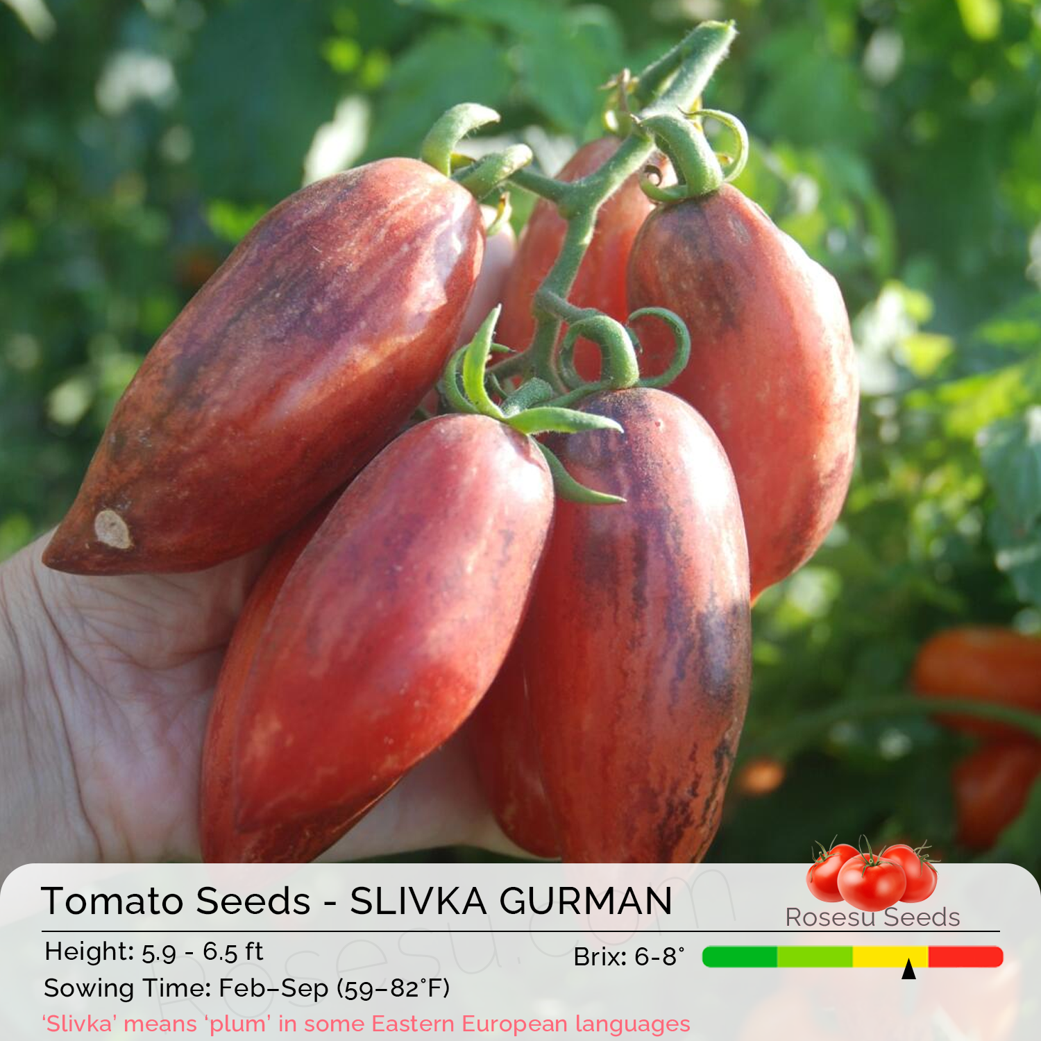 Heirloom Tomato Seeds - SLIVKA GURMAN