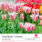 Tulip Bulbs - Chanel