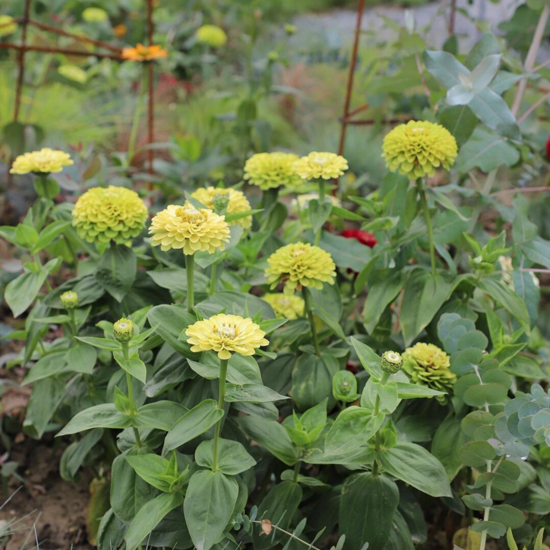 Zinnia Seeds - Envy