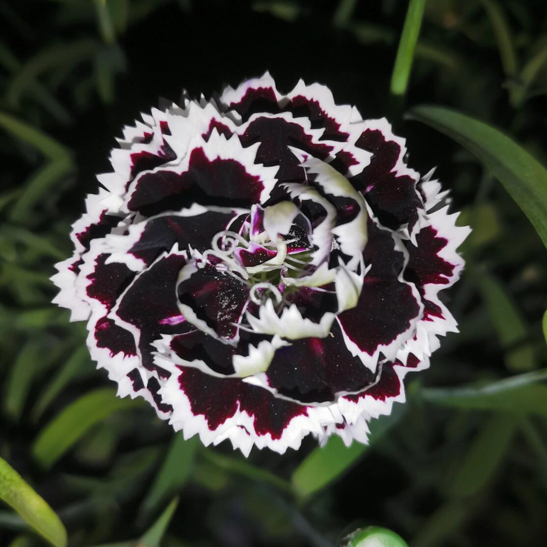 Carnation Seeds - Black & White Minstrels