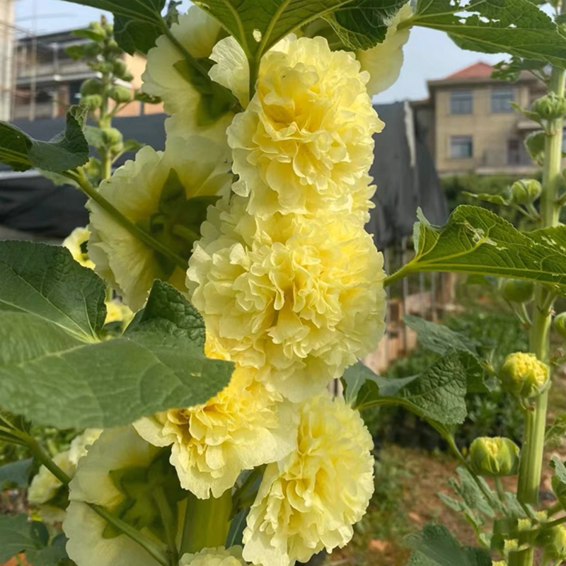 Double Flowered Hollyhock Seeds-500 Pcs / Packet