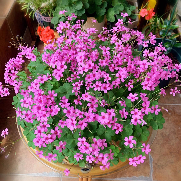その他観葉植物 Oxalis triangularis 'Aurea' Oxalis Triangularis - Green Shamrock – RS