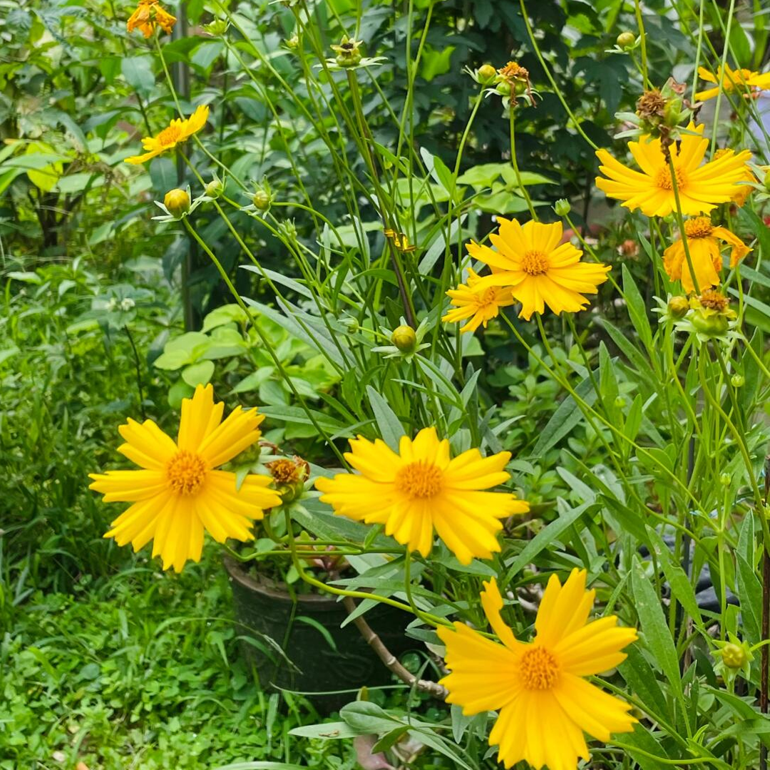 Lance-Leaf Coreopsis Seeds