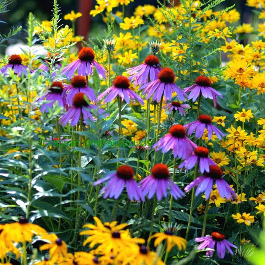 Purple Coneflowers&Black Eyed Susan Mix