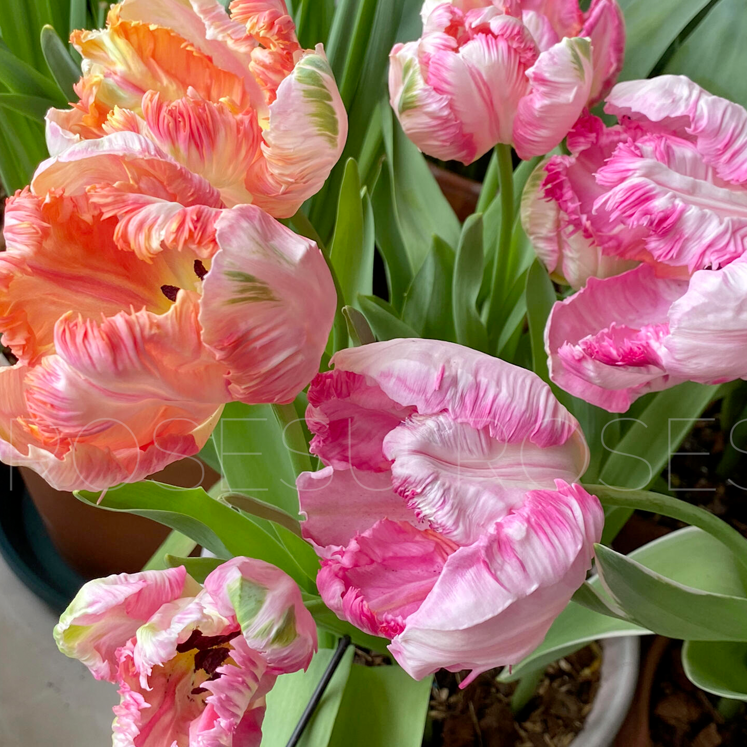 Tulip Bulbs - Parrot Purple/Pink/Green