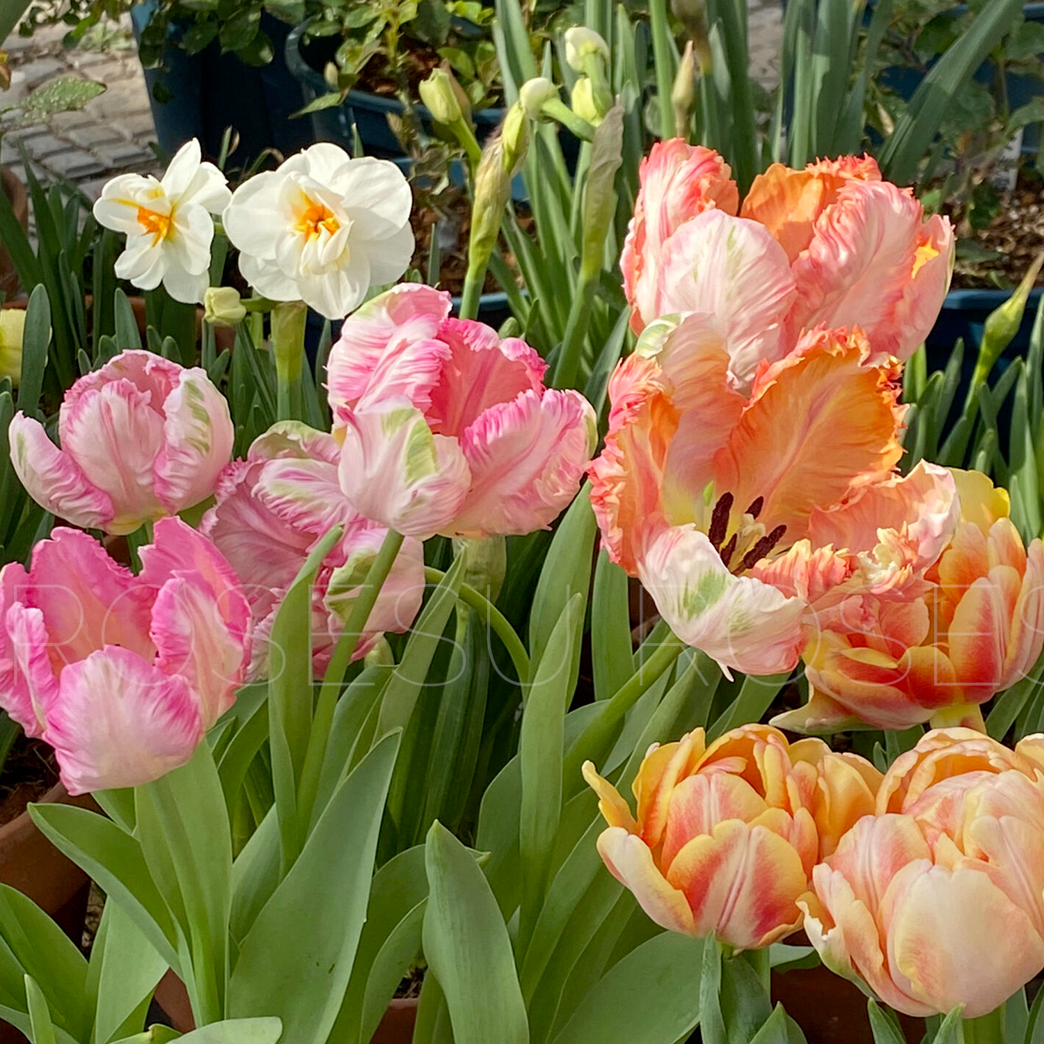 Tulip Bulbs - Parrot Purple/Pink/Green