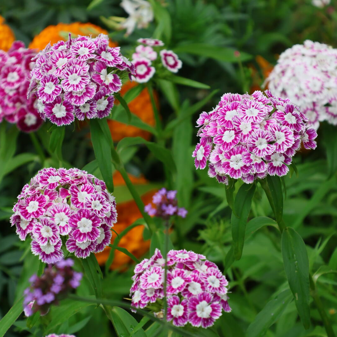 Mixed Dianthus/Sweet William Seed