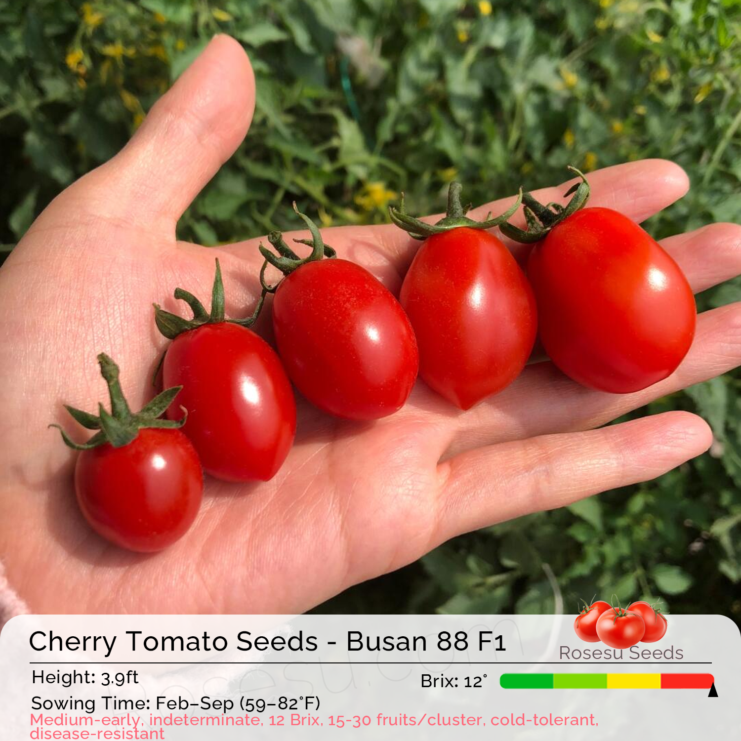 Cherry Tomato Seeds - Busan 88 F1