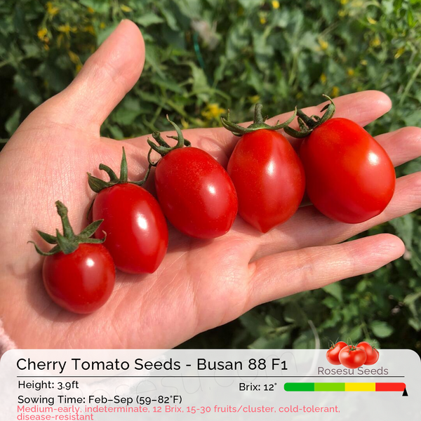 Cherry Tomato Seeds - Busan 88 F1 – ROSESU