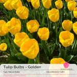 Tulip Bulbs - Golden