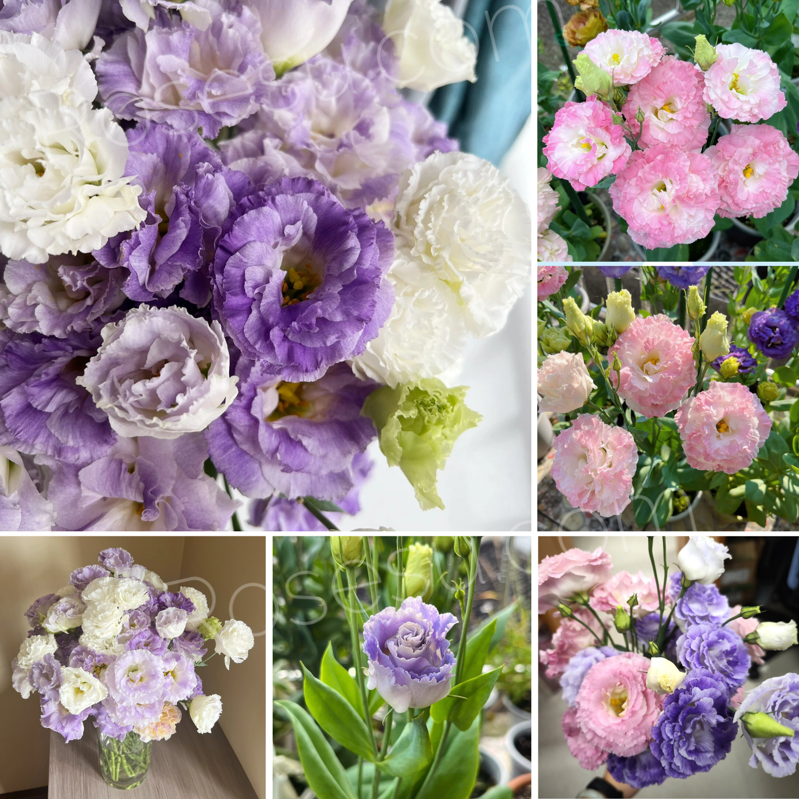 Lisianthus / Eustoma Grandiflorum Seeds - Thornless Rose