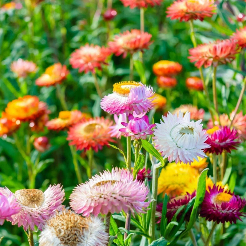 Strawflower Seeds