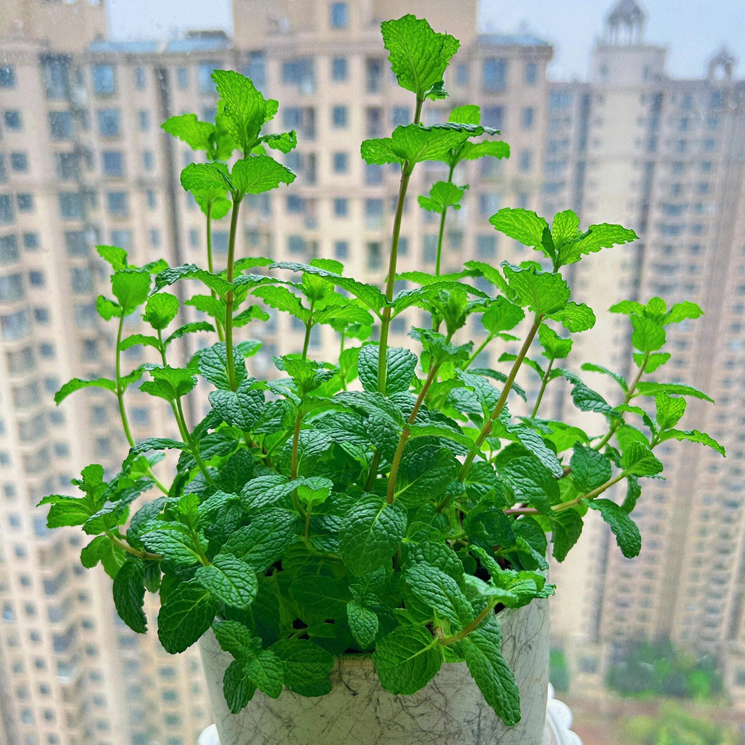 Spearmint Seeds