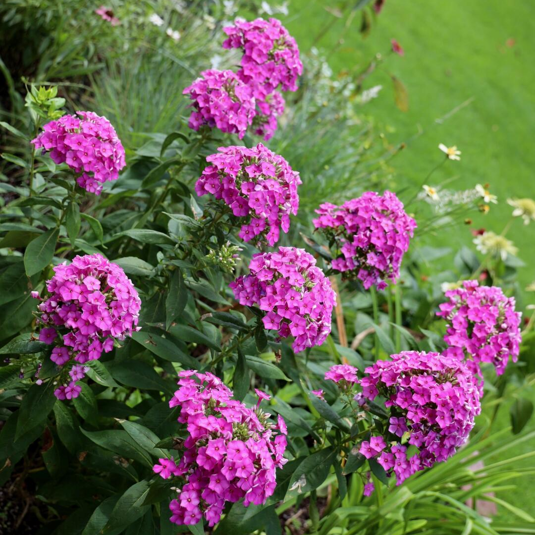 Garden Phlox Seeds - Mix