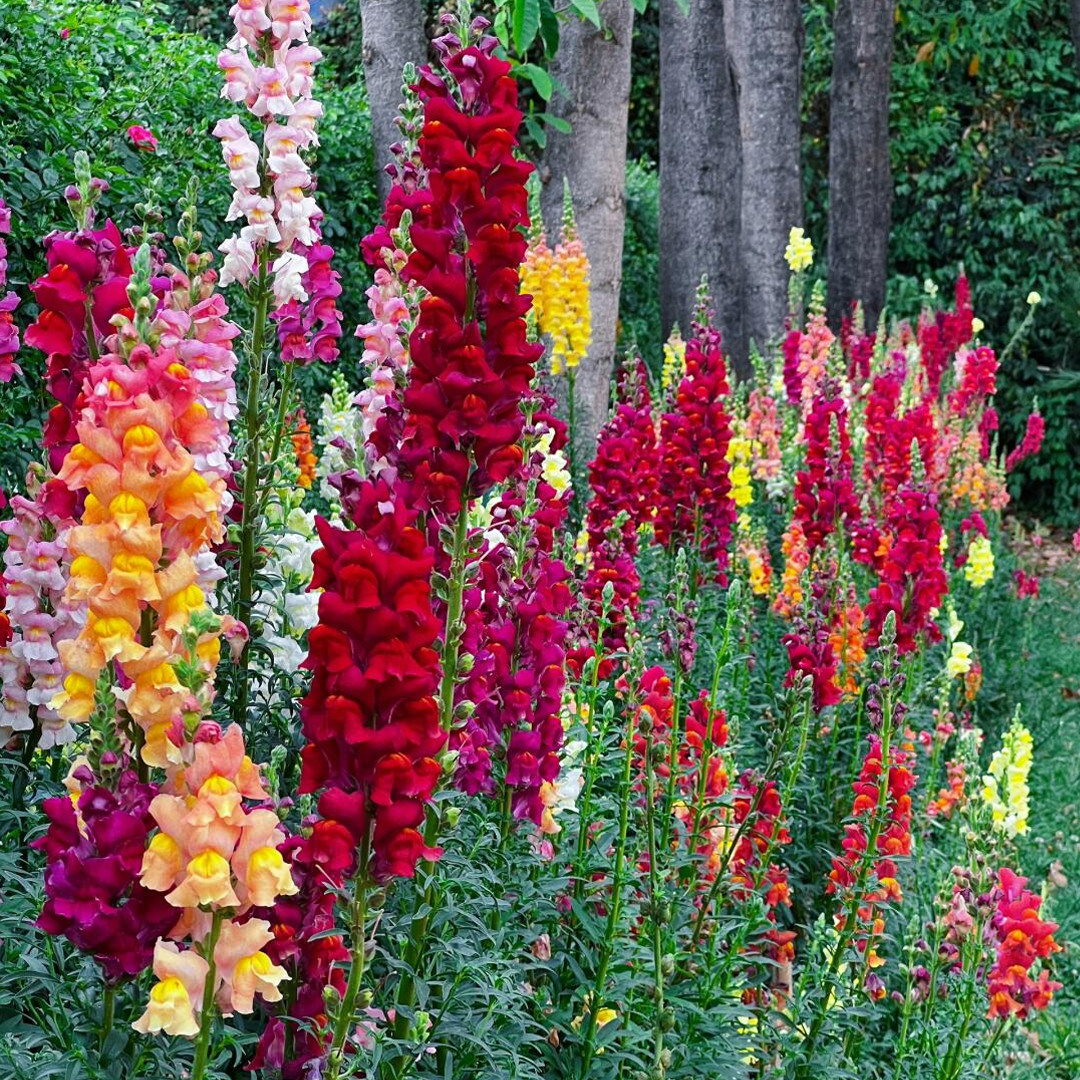 Snapdragon Seeds