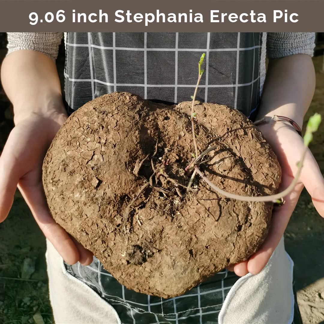 Stephania Erecta Climbing Greenery