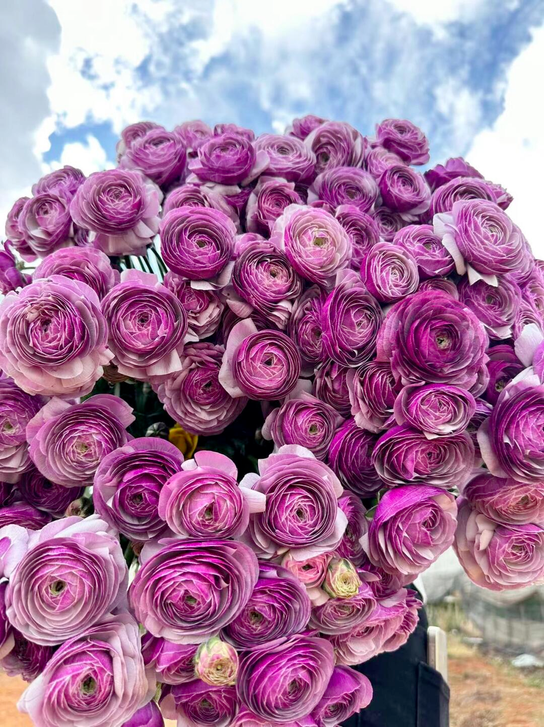 Ranunculus Bulbs