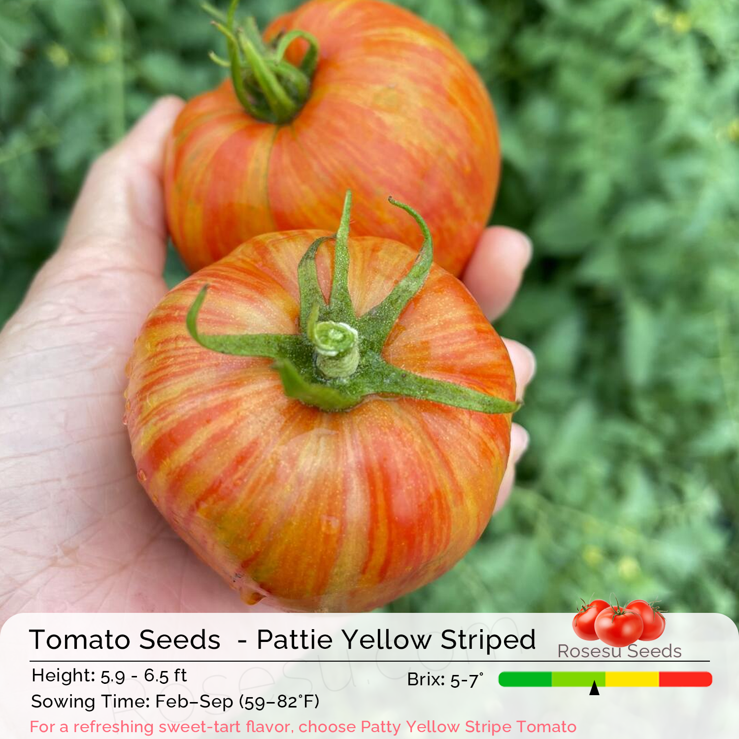 Tomato Seeds  - Pattie Yellow Striped