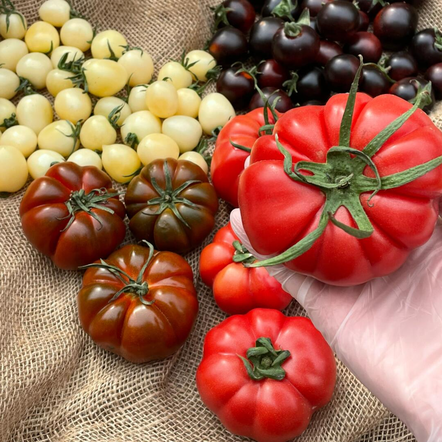 Beefsteak Tomato Seeds - Abe Lincoln