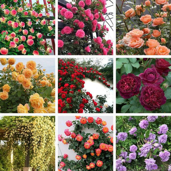 Climbing Rose Seeds – ROSESU
