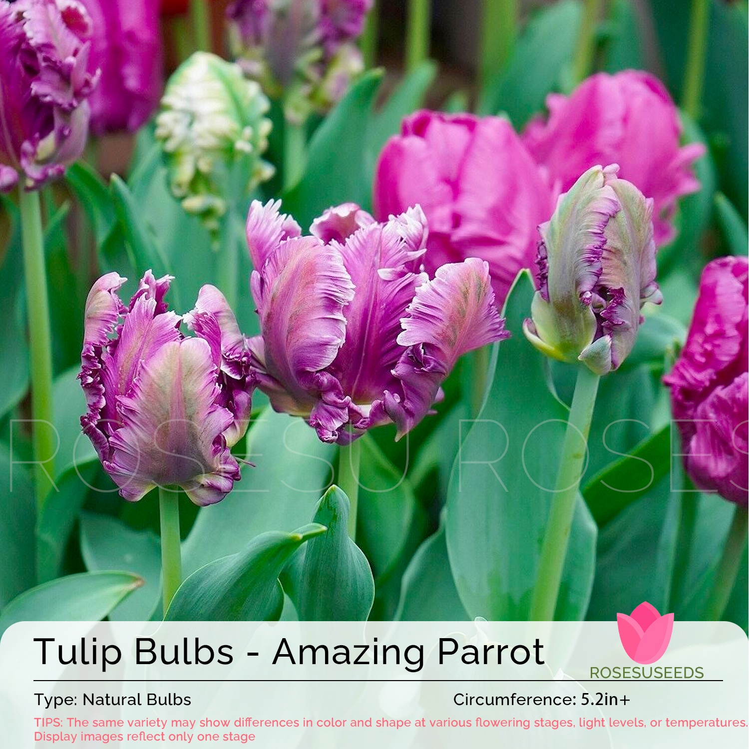 Tulip Bulbs - Parrot Purple/Pink/Green