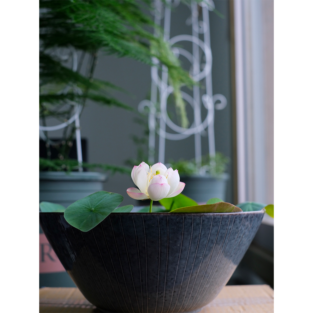 Bowl Lotus: Embracing Zen through Blossoms