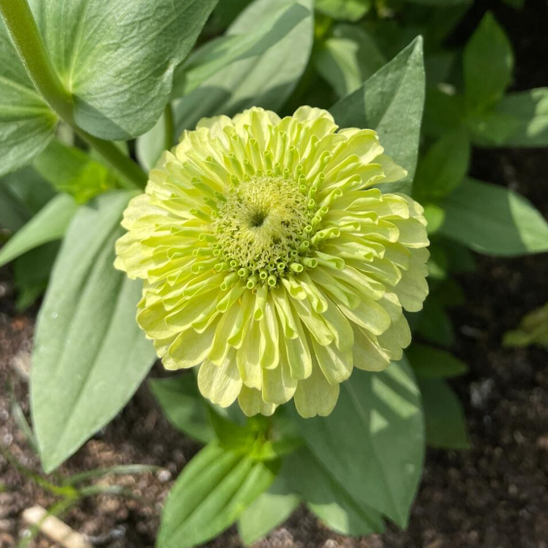 Zinnia Seeds - Envy