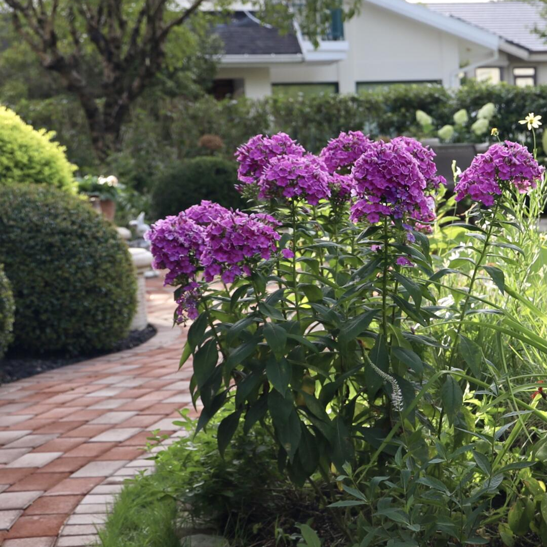 Garden Phlox Seeds - Mix