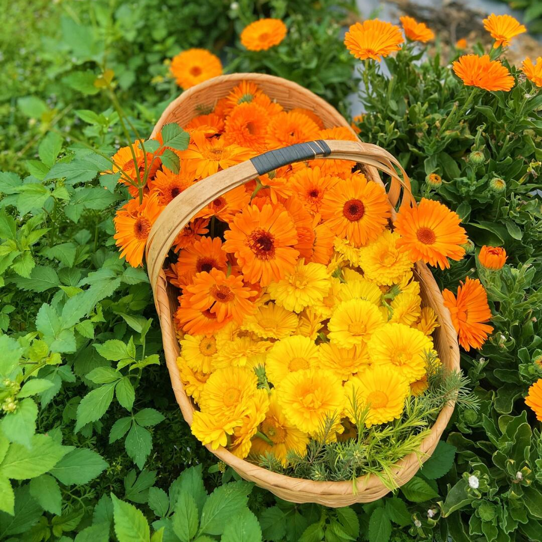 Calendula Seeds