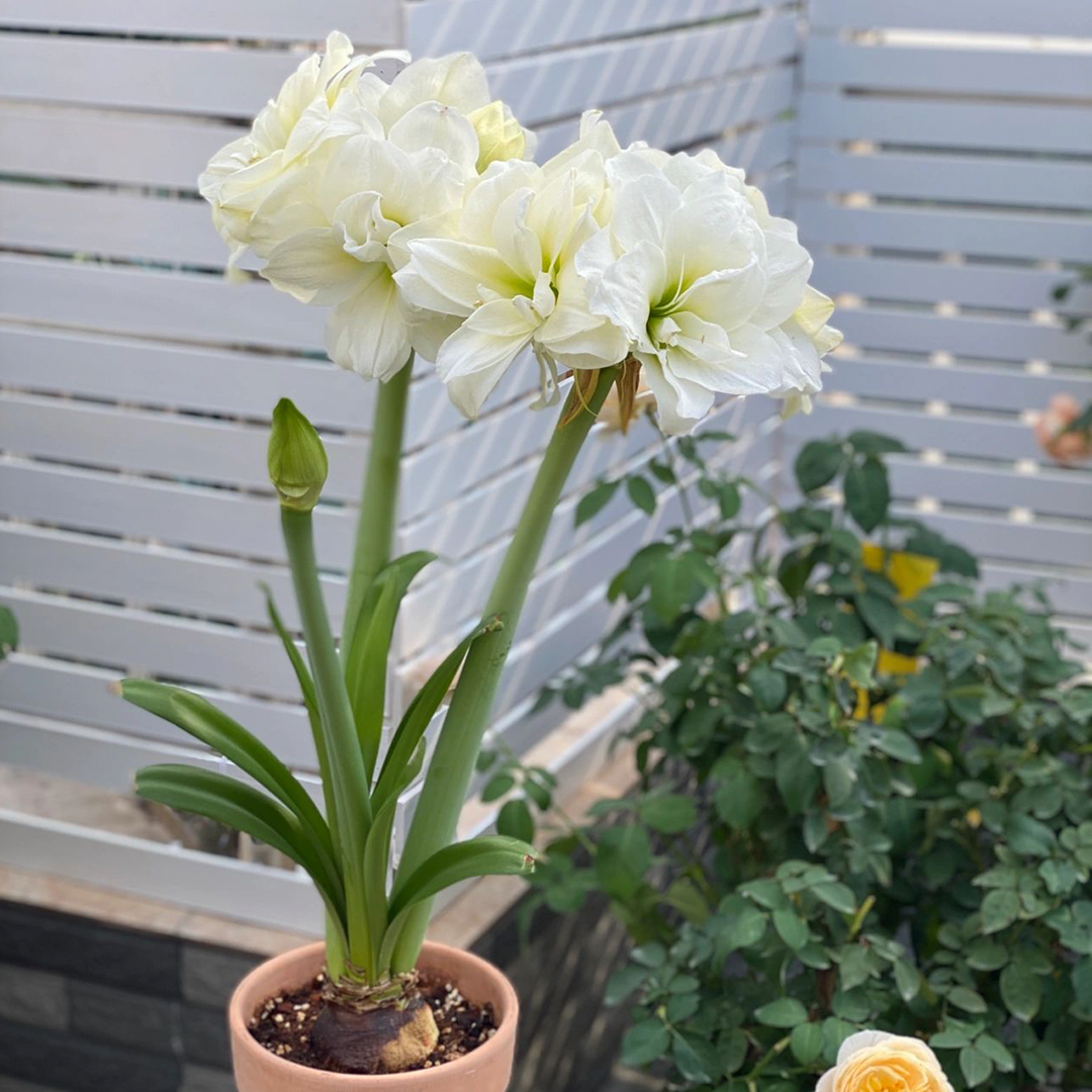 Amaryllis Bulbs - Afrey