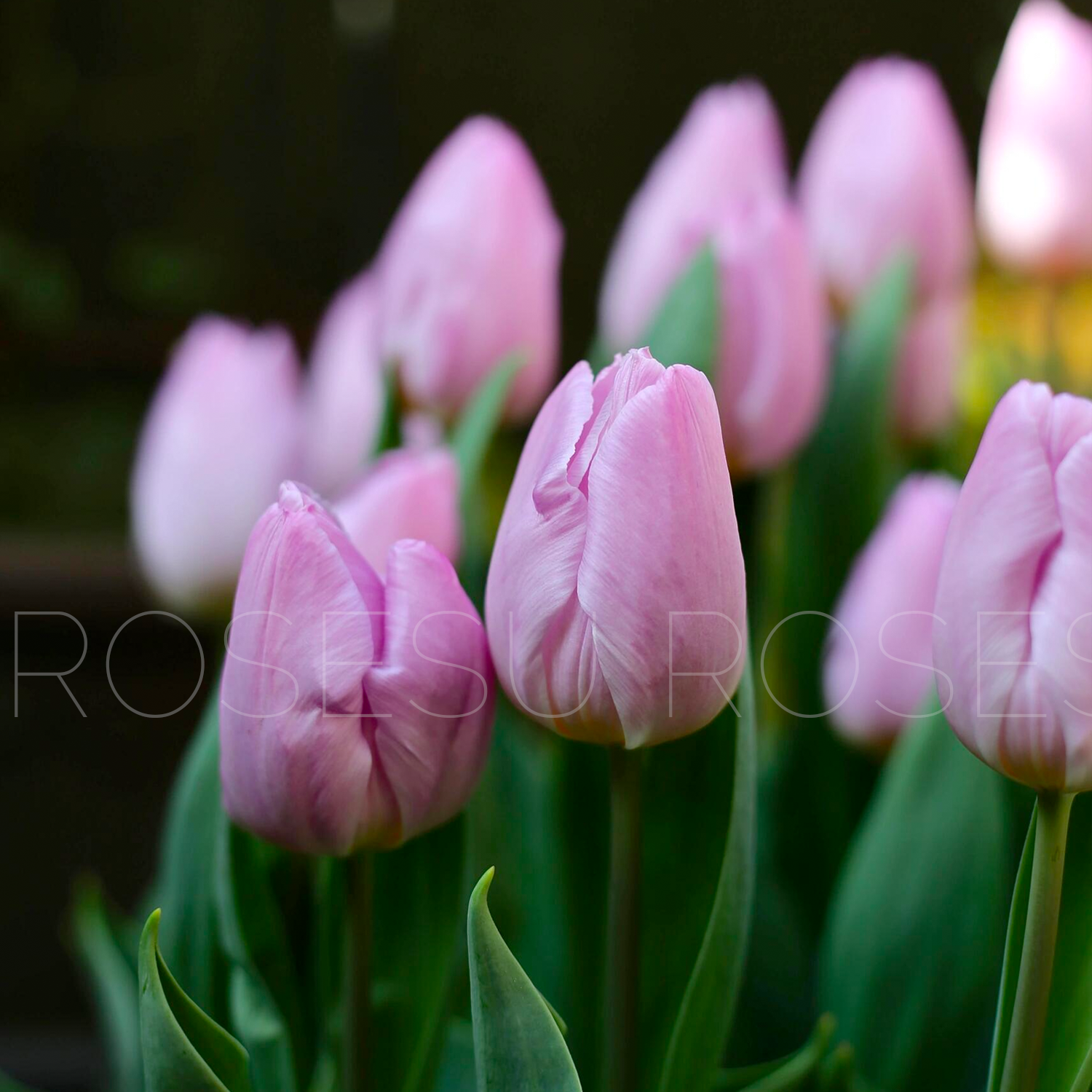 Tulip Bulbs - Royal Purple