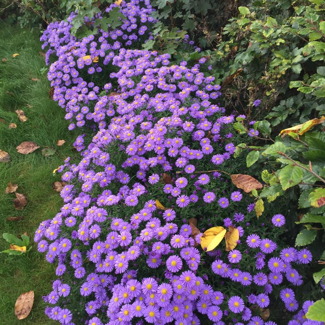 Aster Seeds- Purple Dome