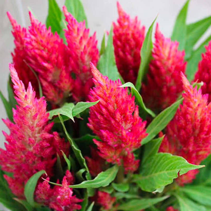 500 Pcs Plumed Castle Celosia Seeds