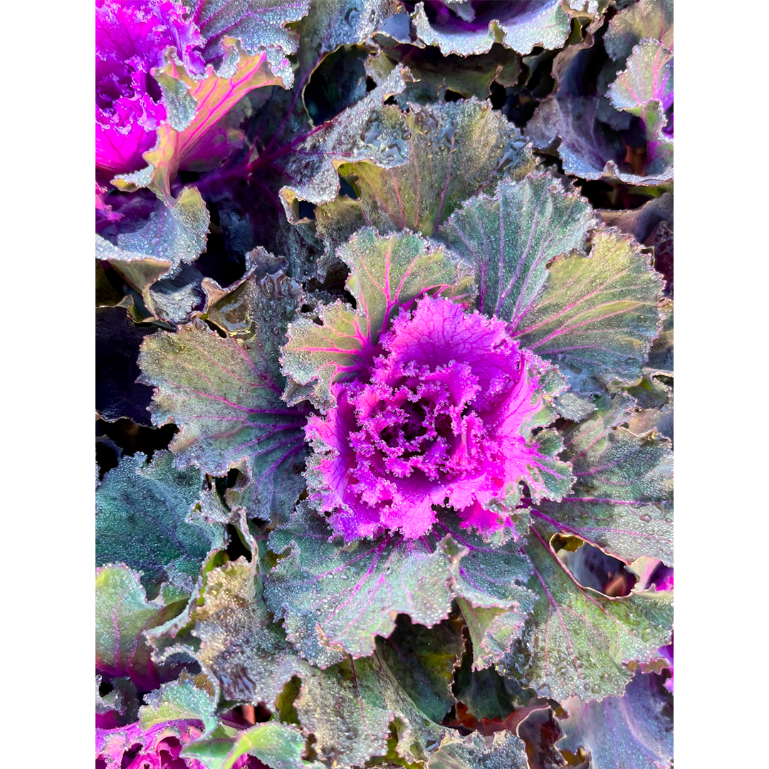 Ornamental Kale Seeds - Mix