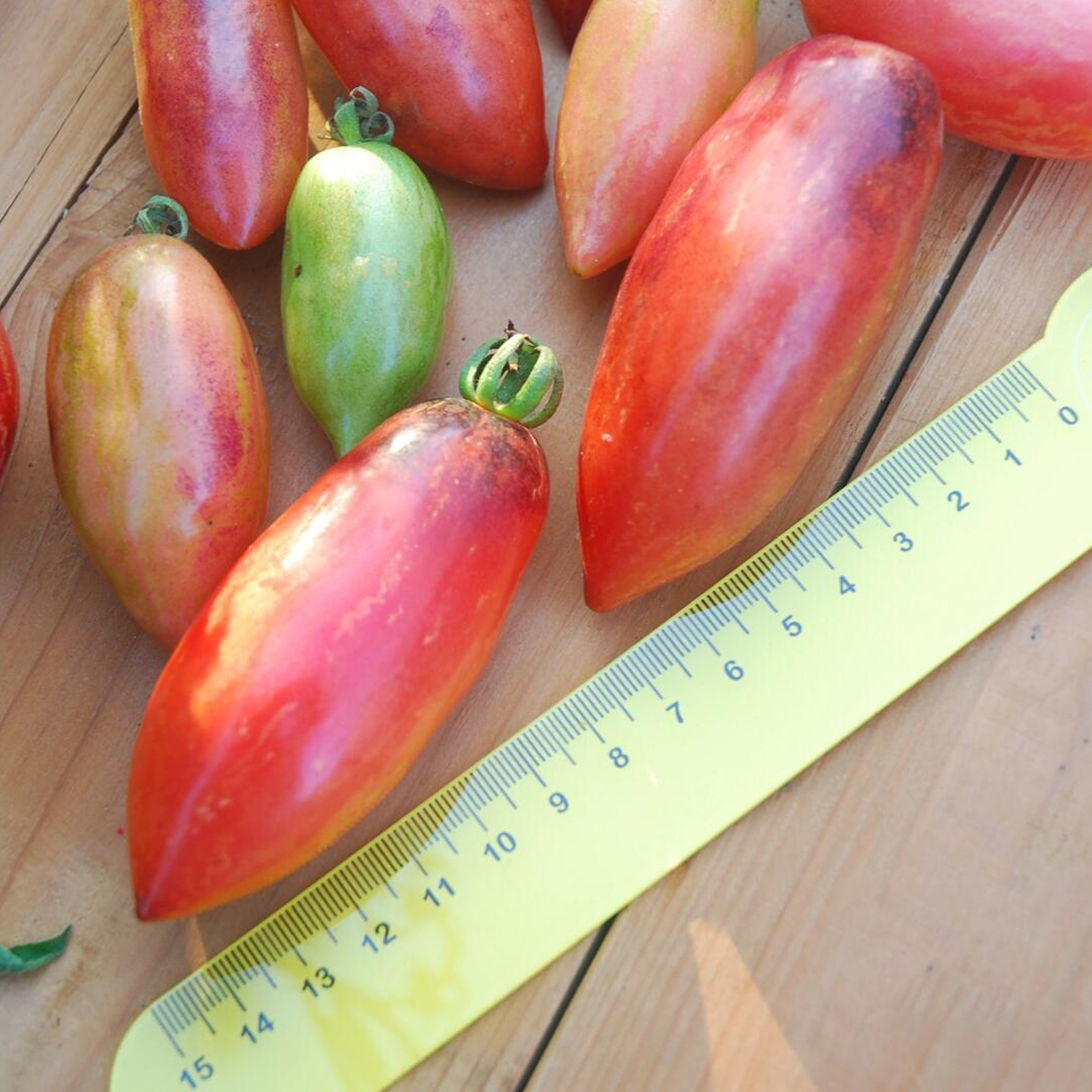 Heirloom Tomato Seeds - SLIVKA GURMAN