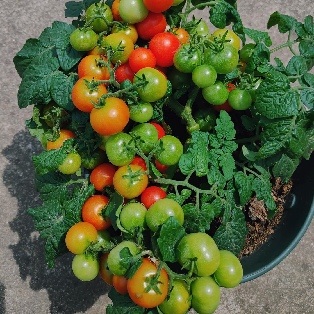 Dwarf Tomatos Seeds