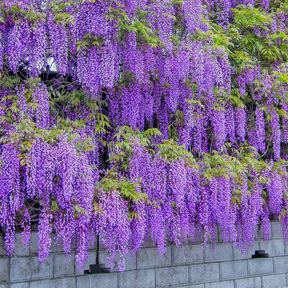 Wisteria Seeds - Purple