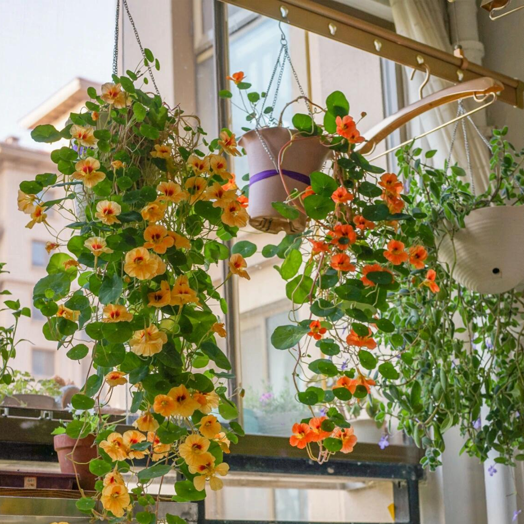 Nasturtium Seeds - Mixed Colors