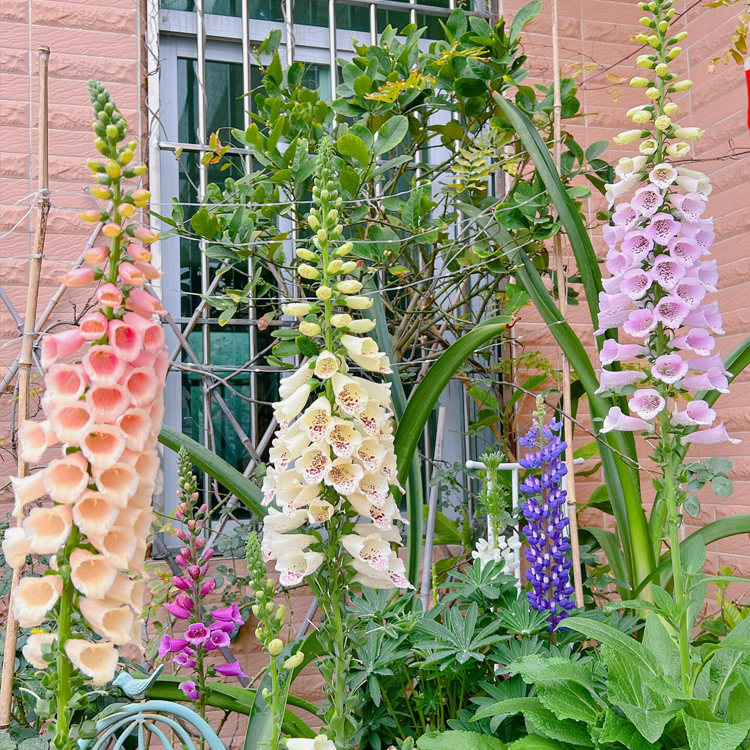 Mixed Foxglove Seeds