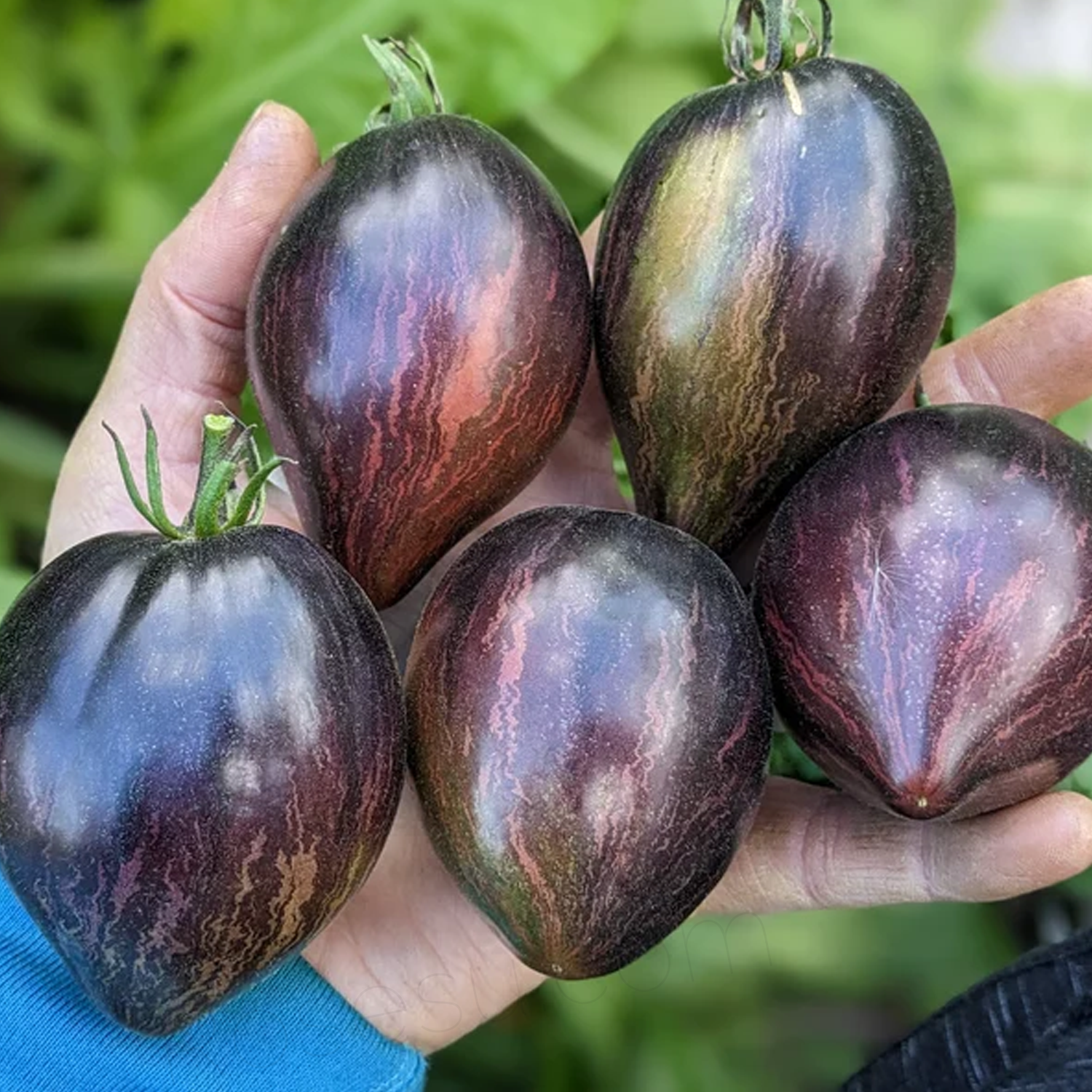 Heirloom Tomato Seeds - Rebel Starfighter Prime