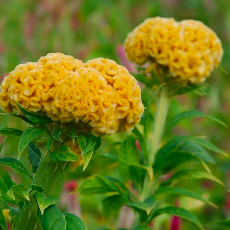 500 Pcs Cockscomb Celosia Seeds